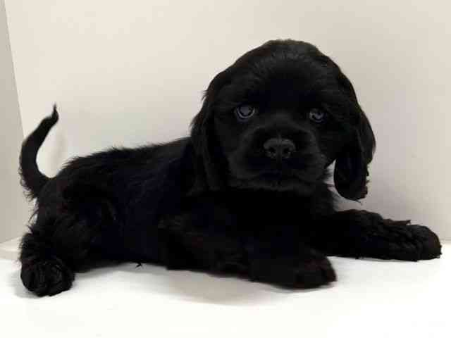 奈良県のアメリカンコッカースパニエル (ひごペットフレンドリーイオンモール橿原ウエスト・ビレッジ店/2025年12月17日生まれ/男の子/ブラック)の子犬の3枚目の画像