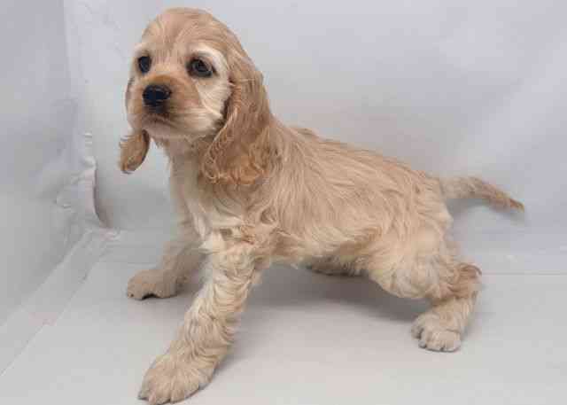 鳥取県のアメリカンコッカースパニエル (ひごペットフレンドリーイオンモール鳥取北店/2025年12月13日生まれ/女の子/バフ)の子犬の3枚目の画像