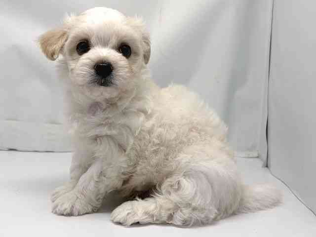 京都府のハーフ犬・ミックス犬 (ひごペットフレンドリー洛北阪急スクエア店/2025年12月17日生まれ/男の子/クリームホワイト)の子犬の3枚目の画像