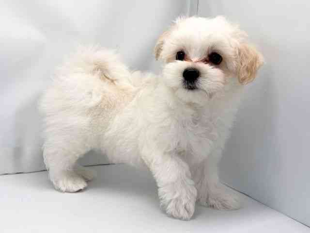 京都府のハーフ犬・ミックス犬 (ひごペットフレンドリー洛北阪急スクエア店/2025年12月17日生まれ/男の子/クリームホワイト)の子犬の3枚目の画像