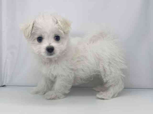 兵庫県のハーフ犬・ミックス犬 (ひごペットフレンドリーイオンタウン加古川店/2025年12月17日生まれ/女の子/クリームホワイト)の子犬の3枚目の画像