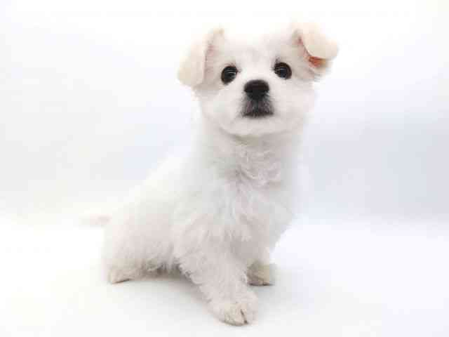 大阪府のハーフ犬・ミックス犬 (ひごペットフレンドリー泉ヶ丘店/2025年12月17日生まれ/女の子/クリームホワイト)の子犬の3枚目の画像