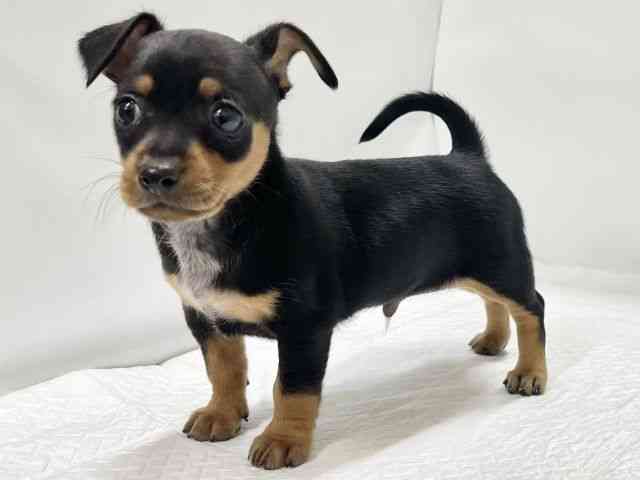 高知県のチワピン(チワワ×ミニチュアピンシャー) (ひごペットフレンドリーイオンモール高知店/2025年12月16日生まれ/男の子/ブラックタン)の子犬の3枚目の画像