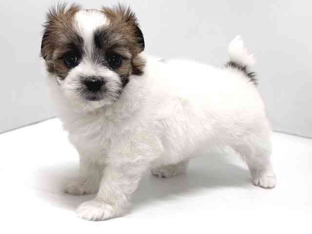 奈良県のハーフ犬・ミックス犬 (ひごペットフレンドリー奈良パワーシティ店/2025年12月17日生まれ/女の子/ホワイトブラウン)の子犬の3枚目の画像