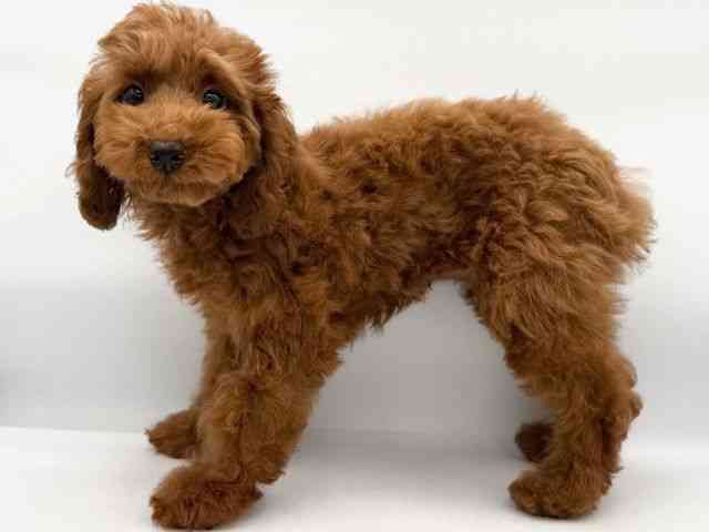 大阪府のトイプードル(トイ) (ひごペットフレンドリーイオンそよら海老江店/2025年12月17日生まれ/女の子/レッドフォーン)の子犬の3枚目の画像