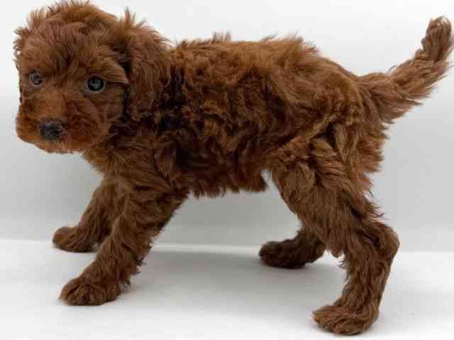 大阪府のトイプードル(トイ) (ひごペットフレンドリーイオンそよら海老江店/2025年12月17日生まれ/女の子/レッドフォーン)の子犬の3枚目の画像