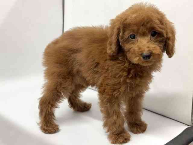 京都府のトイプードル(トイ) (ひごペットフレンドリー京都店/2025年12月17日生まれ/女の子/レッドフォーン)の子犬の3枚目の画像