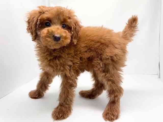 京都府のトイプードル(トイ) (ひごペットフレンドリー洛北阪急スクエア店/2025年12月17日生まれ/女の子/レッドフォーン)の子犬の3枚目の画像