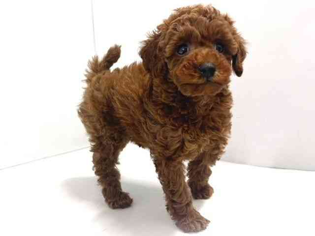 奈良県のトイプードル(トイ) (ひごペットフレンドリー奈良パワーシティ店/2025年12月17日生まれ/女の子/レッドフォーン)の子犬の3枚目の画像