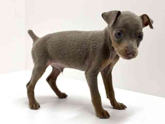 大阪府のミニチュアピンシャー (ひごペットフレンドリーくずはモール店/2025年12月15日生まれ/男の子/イザベラタン)の子犬の3枚目の画像