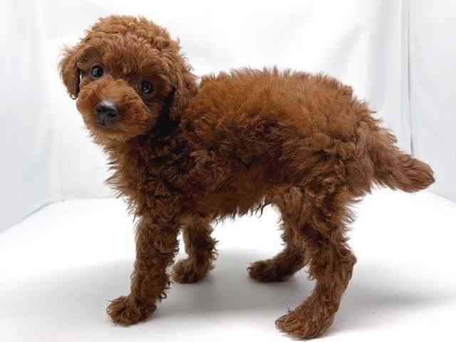 京都府のトイプードル(トイ) (ひごペットフレンドリー洛北阪急スクエア店/2025年12月17日生まれ/男の子/レッドフォーン)の子犬の3枚目の画像