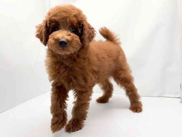 京都府のトイプードル(トイ) (ひごペットフレンドリー洛北阪急スクエア店/2025年12月17日生まれ/男の子/レッドフォーン)の子犬の3枚目の画像