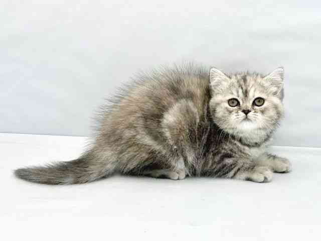 大阪府のミヌエット (ひごペットフレンドリーイトーヨーカドー津久野店/2025年12月14日生まれ/女の子/ブルーパッチドタビー)の子猫の3枚目の画像