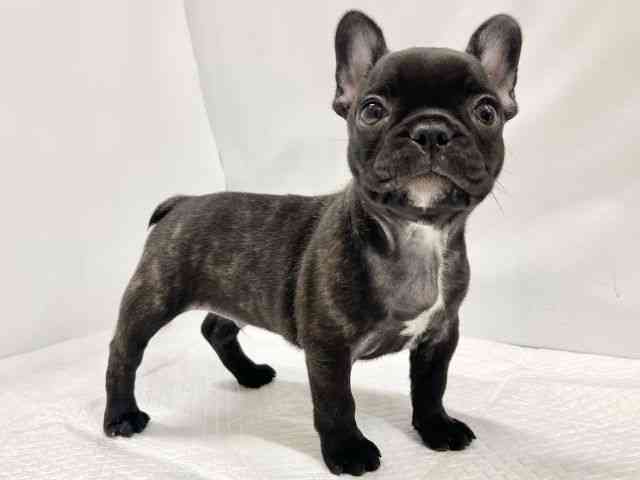 高知県のフレンチブルドッグ (ひごペットフレンドリーイオンモール高知店/2025年12月16日生まれ/男の子/ブリンドル)の子犬の3枚目の画像