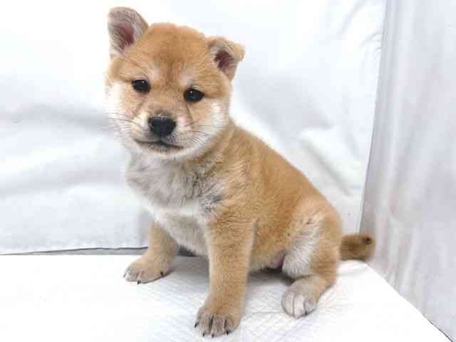 大阪府の柴犬(標準サイズ) (ひごペットフレンドリー堺プラットプラット店/2025年12月16日生まれ/女の子/赤)の子犬の3枚目の画像