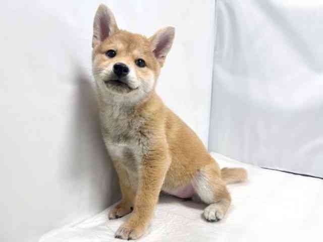 大阪府の柴犬(標準サイズ) (ひごペットフレンドリー堺プラットプラット店/2025年12月16日生まれ/女の子/赤)の子犬の3枚目の画像