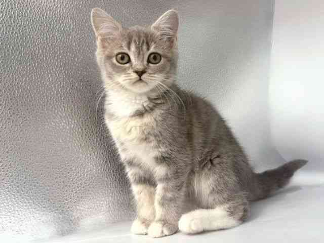 大阪府のマンチカン (ひごペットフレンドリー岸和田店/2025年12月8日生まれ/女の子/ブルータビーホワイト)の子猫の3枚目の画像