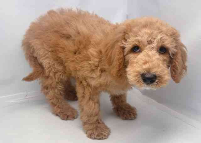 鳥取県のスタンダードプードル (ひごペットフレンドリーイオンモール鳥取北店/2025年12月13日生まれ/男の子/オレンジフォーン)の子犬の3枚目の画像