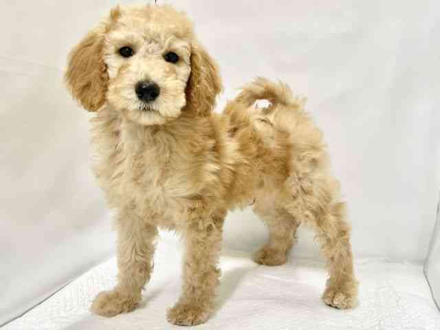 高知県のスタンダードプードル (ひごペットフレンドリーイオンモール高知店/2025年12月13日生まれ/男の子/オレンジフォーン)の子犬の3枚目の画像