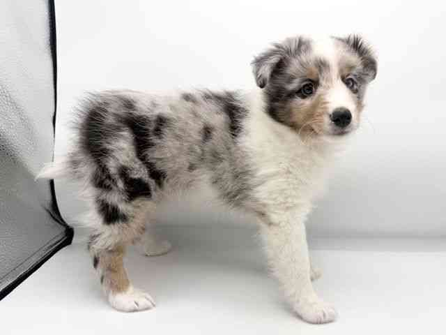 大阪府のシェットランドシープドッグ (ひごペットフレンドリーららぽーとEXPOCITY店/2025年12月18日生まれ/男の子/ブルーマール)の子犬の3枚目の画像