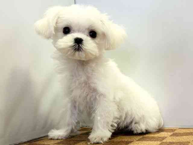 愛媛県のマルチーズ (ひごペットフレンドリーエミフルMASAKI店/2025年12月18日生まれ/男の子/ホワイト)の子犬の3枚目の画像