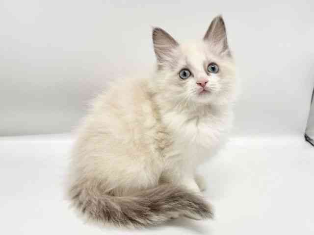 大阪府のラグドール (ひごペットフレンドリーイオンタウン豊中庄内店/2025年12月14日生まれ/男の子/ブルーポイントバイカラー)の子猫の3枚目の画像