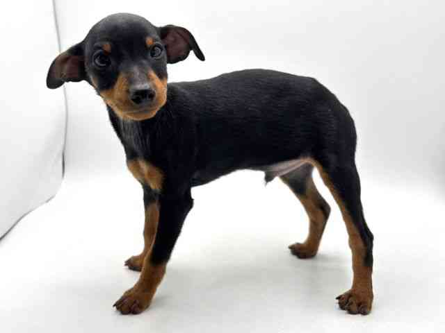 奈良県のミニチュアピンシャー (ひごペットフレンドリー田原本店/2025年12月7日生まれ/男の子/ブラックタン)の子犬の3枚目の画像