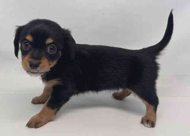 鳥取県のチワックス(チワワ×ダックス) (ひごペットフレンドリーイオンモール鳥取北店/2025年12月16日生まれ/女の子/ブラックタン)の子犬の3枚目の画像