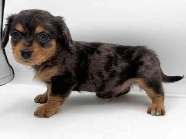 大阪府のチワックス(チワワ×ダックス) (ひごペットフレンドリーイオンそよら海老江店/2025年12月16日生まれ/男の子/ブルーマール)の子犬の3枚目の画像