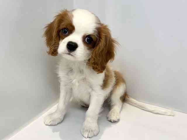 大阪府のキャバリアキングチャールズスパニエル (ひごペットフレンドリーセブンパーク天美店/2025年12月18日生まれ/男の子/ブレンハイム)の子犬の3枚目の画像