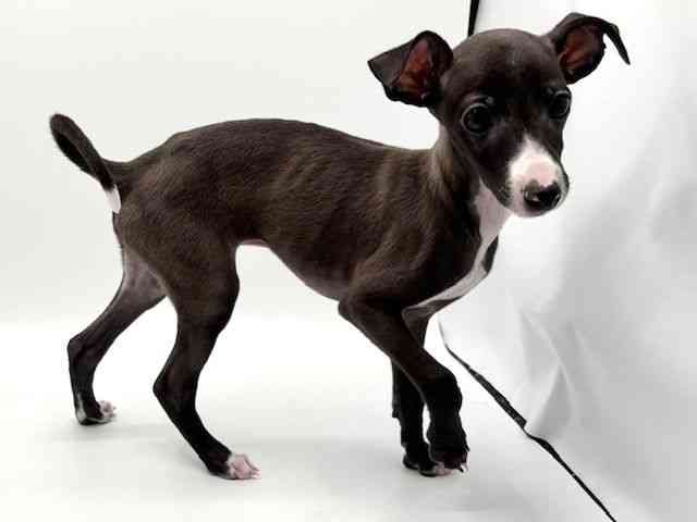 大阪府のイタリアングレーハウンド (ひごペットフレンドリーみのおキューズモール店/2025年12月15日生まれ/男の子/シールホワイト)の子犬の3枚目の画像