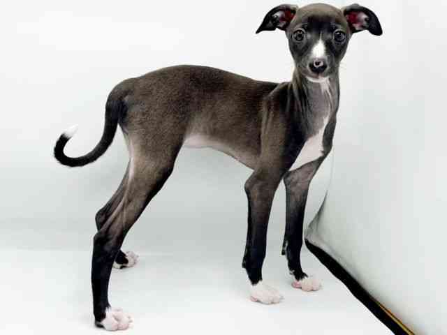 兵庫県のイタリアングレーハウンド (ひごペットフレンドリーコロワ甲子園店/2025年12月11日生まれ/女の子/シールホワイト)の子犬の3枚目の画像