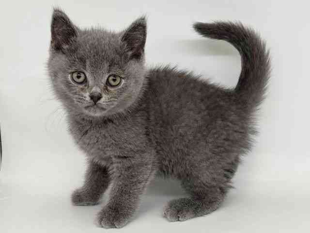 大阪府のブリティッシュショートヘアー (ひごペットフレンドリー瓜破店/2025年12月17日生まれ/男の子/ブルー)の子猫の3枚目の画像