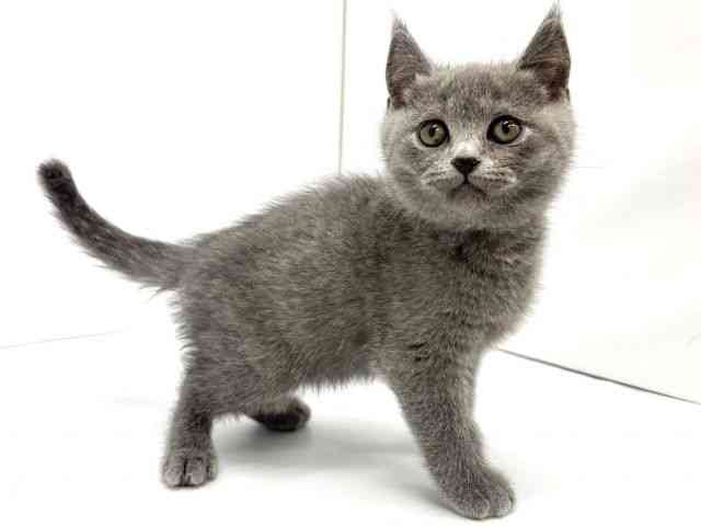 大阪府のブリティッシュショートヘアー (ひごペットフレンドリーイオンタウン茨木太田店/2025年12月17日生まれ/男の子/ブルー)の子猫の3枚目の画像