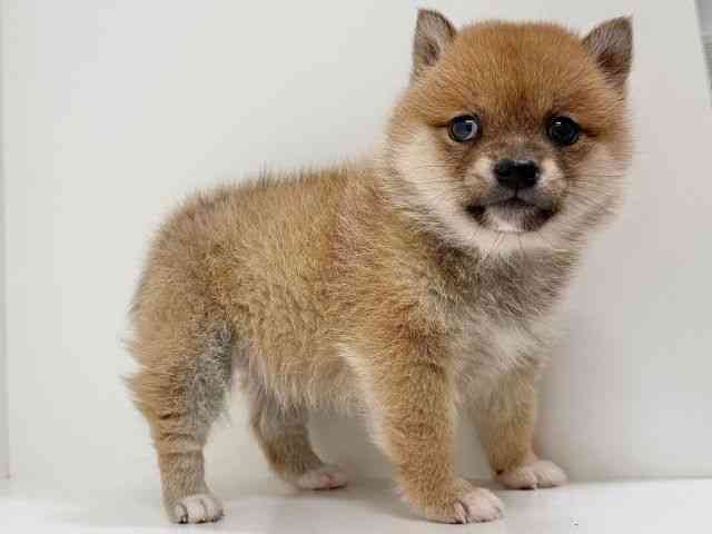 奈良県の柴犬(標準サイズ) (ひごペットフレンドリーイオンモール橿原ウエスト・ビレッジ店/2025年12月20日生まれ/女の子/赤)の子犬の3枚目の画像