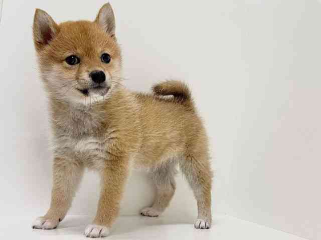 奈良県の柴犬(標準サイズ) (ひごペットフレンドリーイオンモール橿原ウエスト・ビレッジ店/2025年12月20日生まれ/女の子/赤)の子犬の3枚目の画像