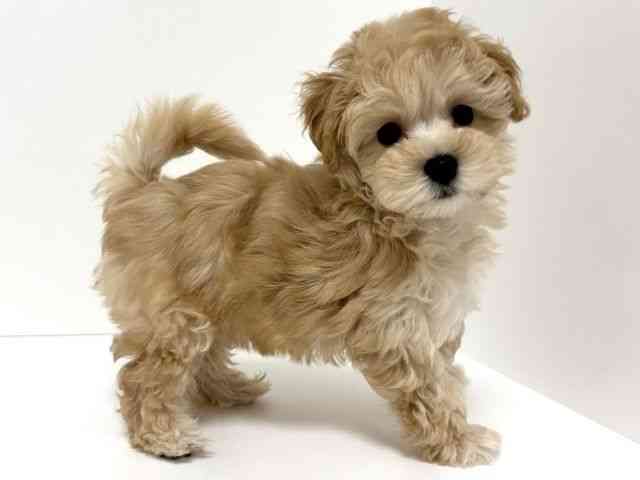 愛知県のマルプー(マルチーズ×プードル) (ひごペットフレンドリーイトーヨーカドー知多店/2025年12月19日生まれ/女の子/アプリコット)の子犬の3枚目の画像