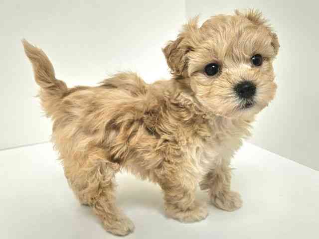 愛知県のマルプー(マルチーズ×プードル) (ひごペットフレンドリーイトーヨーカドー知多店/2025年12月19日生まれ/女の子/アプリコット)の子犬の3枚目の画像