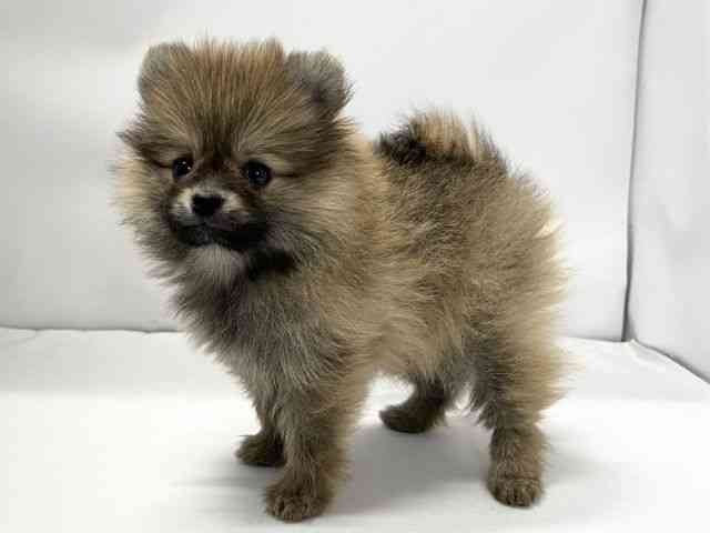 愛媛県のポメラニアン (ひごペットフレンドリーイオンモール今治新都市店/2025年12月20日生まれ/女の子/オレンジ)の子犬の3枚目の画像