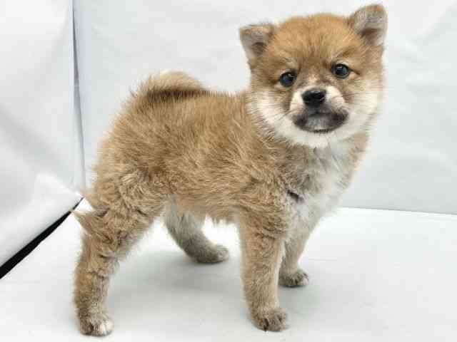 大阪府のポメ柴/豆ポメ/ポメ豆柴(ポメラニアン×柴犬) (ひごペットフレンドリーイトーヨーカドー津久野店/2025年12月19日生まれ/男の子/レッド)の子犬の3枚目の画像