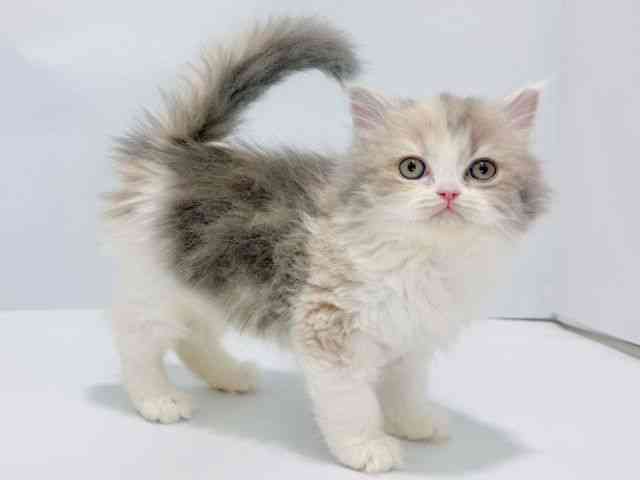 大阪府のラガマフィン (ひごペットフレンドリーイズミヤショッピングセンター千里丘店/2025年12月20日生まれ/女の子/ダイリュートキャリコ)の子猫の3枚目の画像