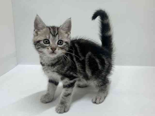 大阪府のアメリカンショートヘアー (ひごペットフレンドリーアクロスプラザ住之江店/2025年12月20日生まれ/男の子/シルバータビー)の子猫の3枚目の画像