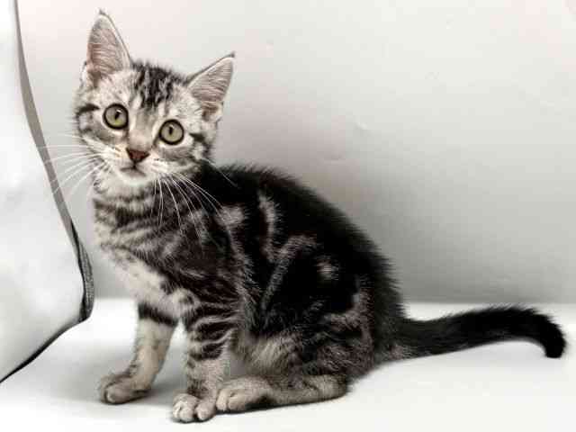 京都府のアメリカンショートヘアー (ひごペットフレンドリー京都店/2025年12月18日生まれ/男の子/シルバータビー)の子猫の3枚目の画像