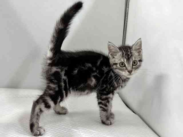 京都府のアメリカンショートヘアー (ひごペットフレンドリー京都店/2025年12月18日生まれ/男の子/シルバータビー)の子猫の3枚目の画像