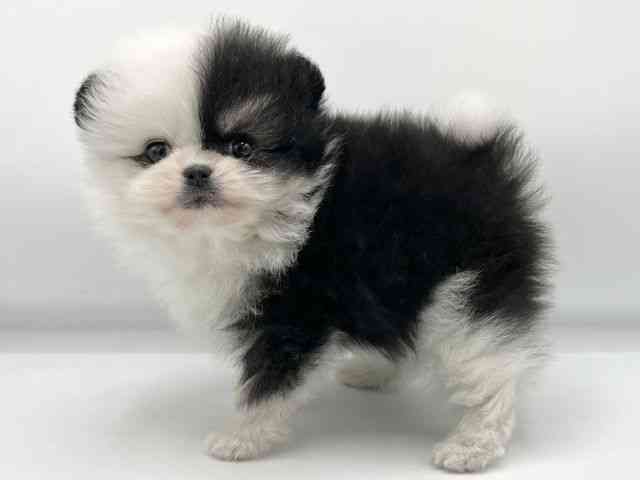 大阪府のポメラニアン (ひごペットフレンドリーららぽーとEXPOCITY店/2025年12月19日生まれ/男の子/ブラックタンホワイト)の子犬の3枚目の画像