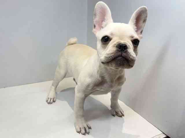 京都府のフレンチブルドッグ (ひごペットフレンドリーイオンモール高の原店/2025年12月21日生まれ/女の子/クリーム)の子犬の3枚目の画像