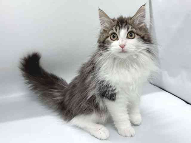 京都府のメインクーン (ひごペットフレンドリー京都店/2025年12月20日生まれ/女の子/ブラウンタビーホワイト)の子猫の3枚目の画像