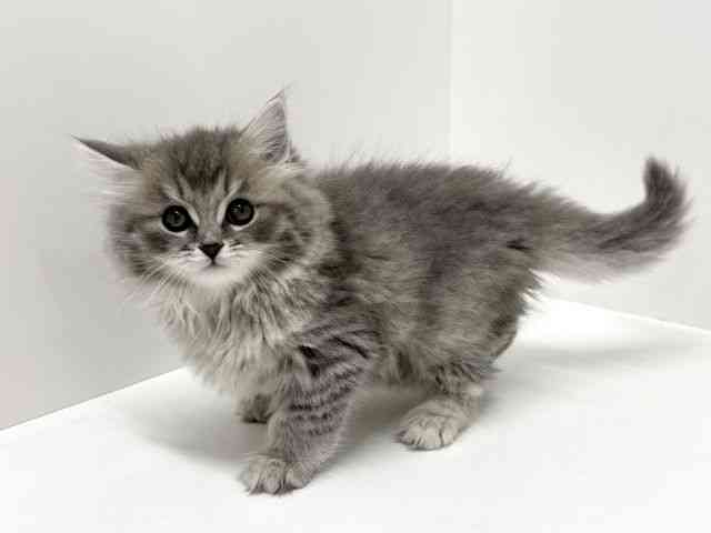 大阪府のラガマフィン (ひごペットフレンドリーくずはモール店/2025年12月18日生まれ/男の子/ブルータビー)の子猫の3枚目の画像