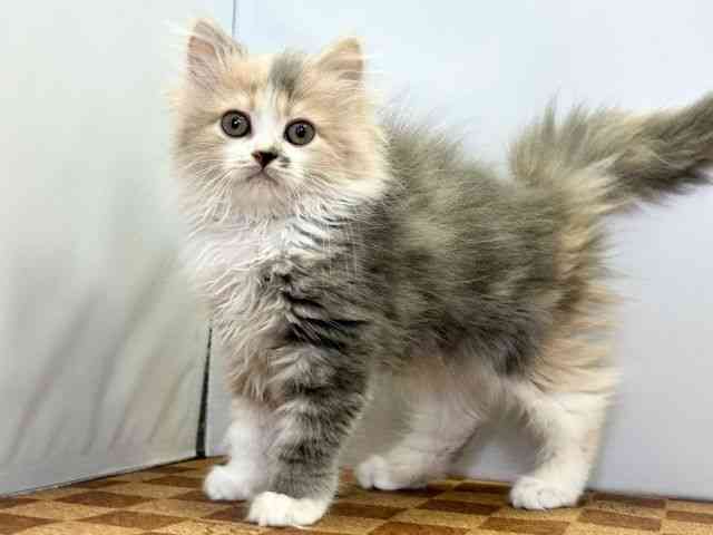 愛媛県のラガマフィン (ひごペットフレンドリーエミフルMASAKI店/2025年12月20日生まれ/女の子/ダイリュートキャリコ)の子猫の3枚目の画像