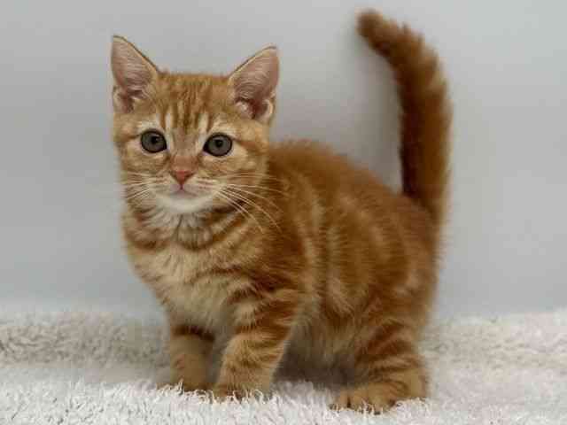 島根県のアメリカンショートヘアー (ひごペットフレンドリーイオンモール出雲店/2025年12月19日生まれ/女の子/レッドタビー)の子猫の3枚目の画像